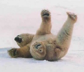 polar bear prat fall