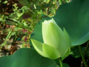 lotus 08 001 (Small)